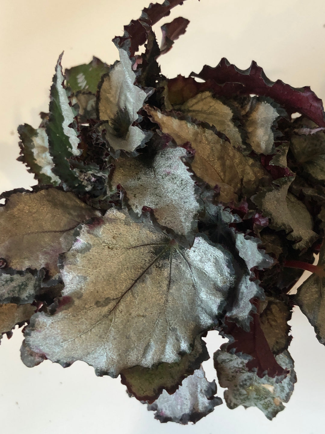 Begonia Rex
