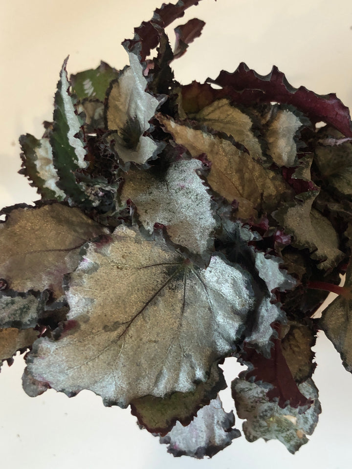 Begonia Rex