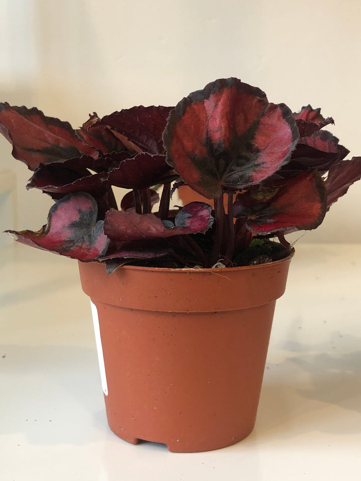 Begonia Rex