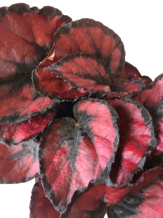 Begonia Rex