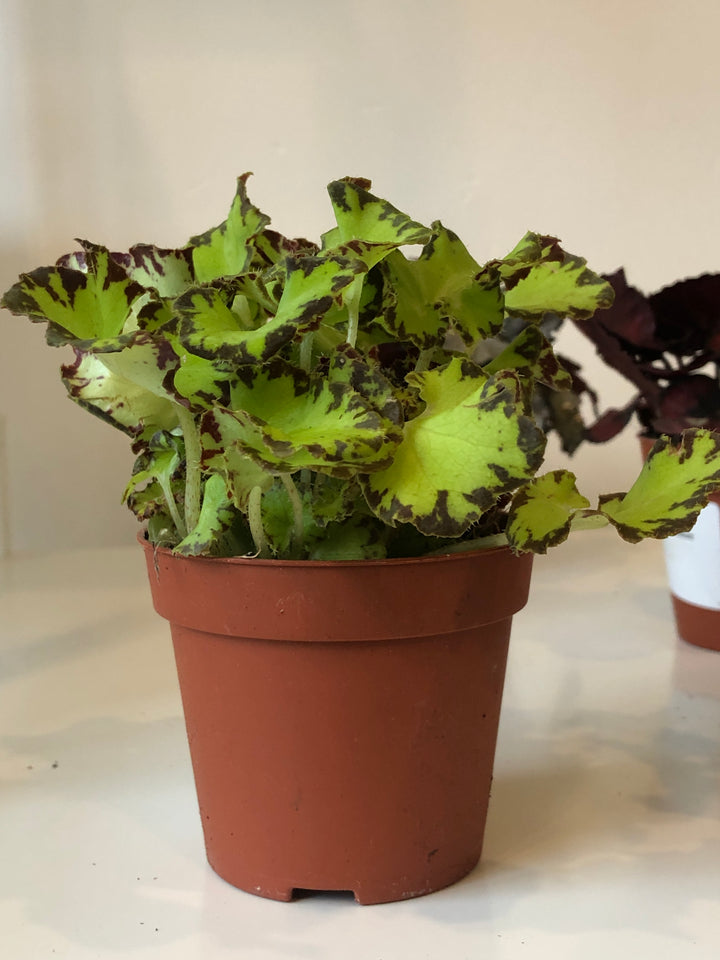 Begonia Rex