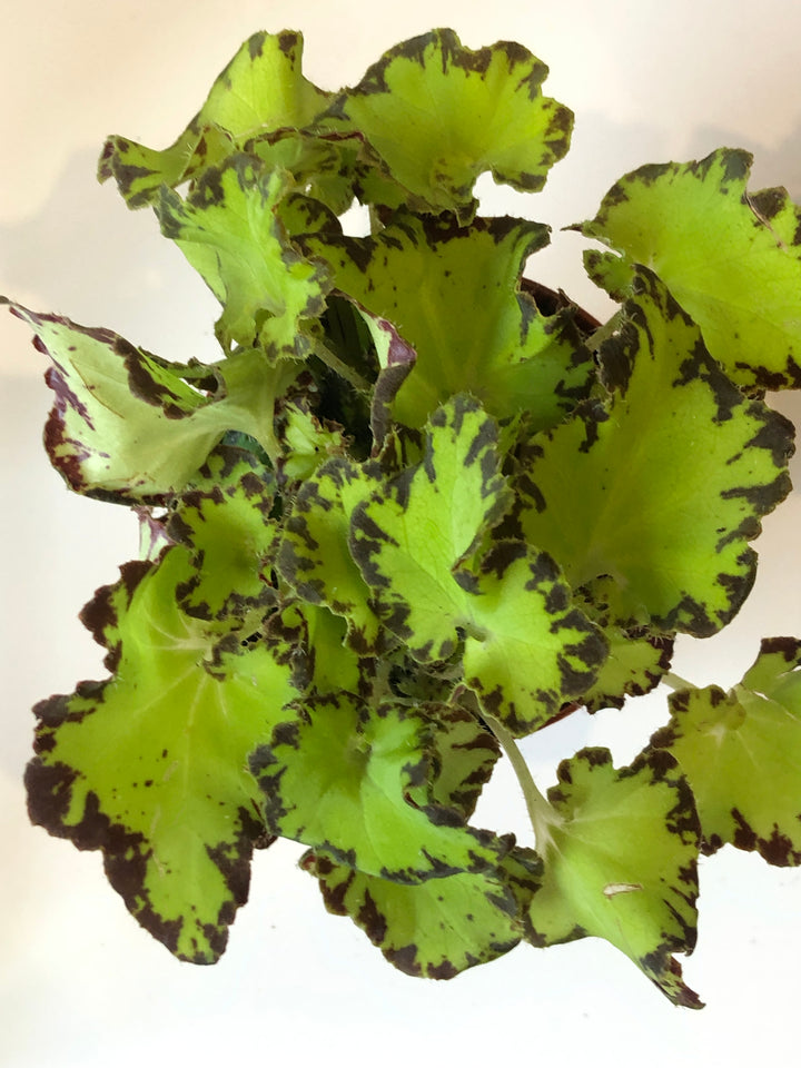 Begonia Rex