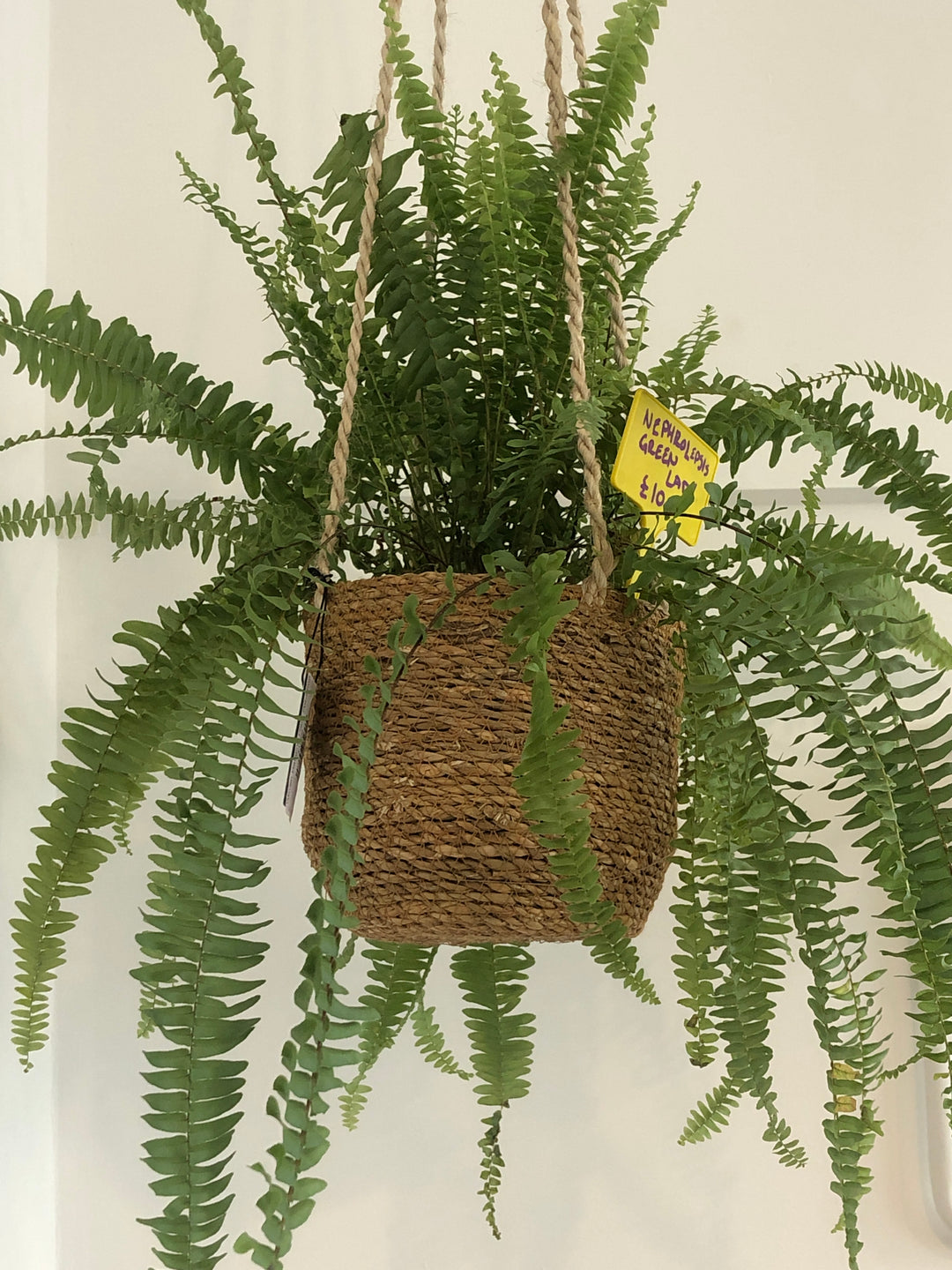 Nephrolepis- Boston Fern