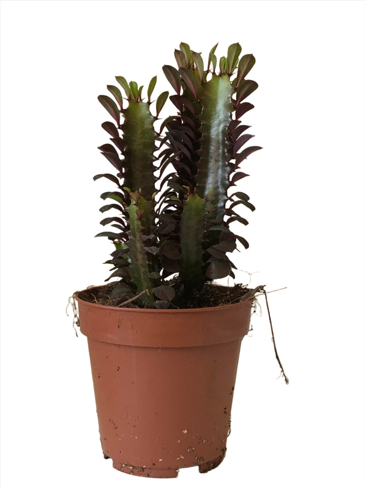 Euphorbia Trigona  Rubra