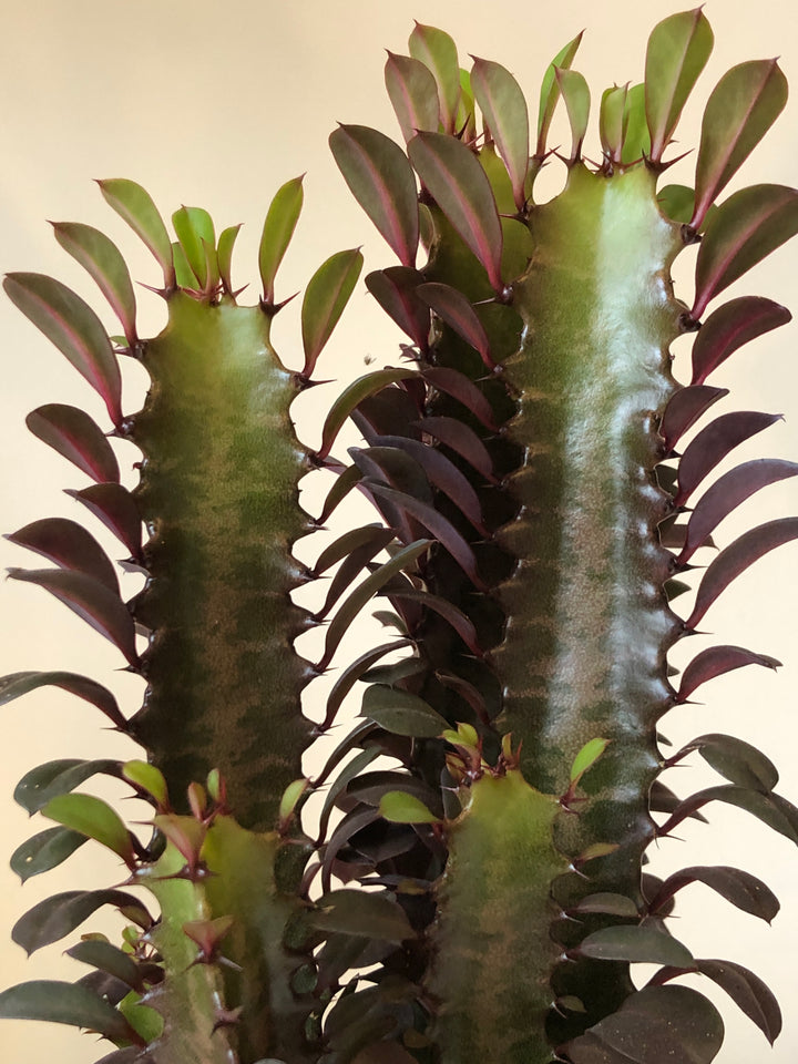 Euphorbia Trigona  Rubra