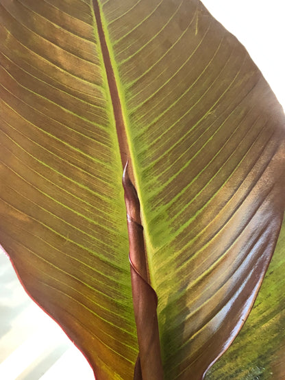 Musa Maurelii Red Banana