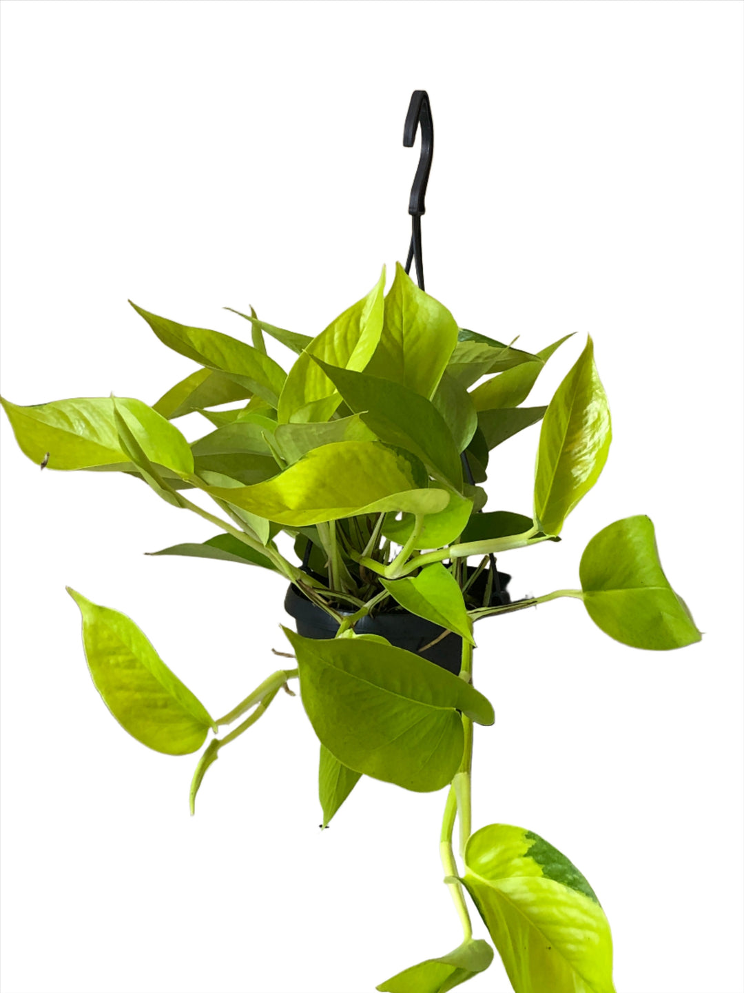 Epipremnum aureum Neon - Neon Pothos