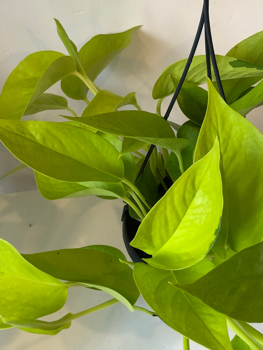 Epipremnum aureum Neon - Neon Pothos