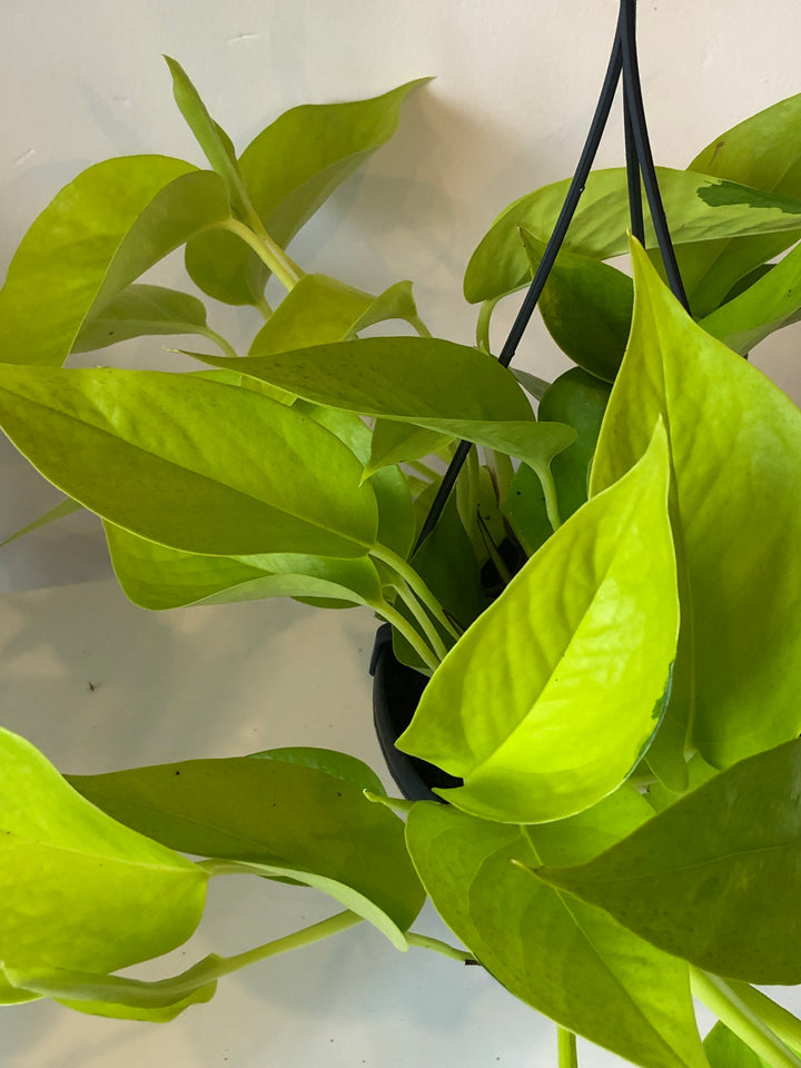 Epipremnum aureum Neon - Neon Pothos