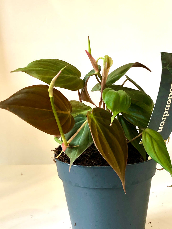 Philodendron Micans