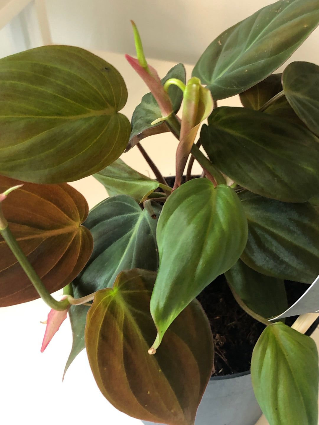 Philodendron Micans