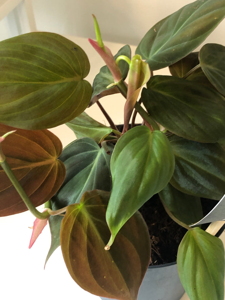 Philodendron Micans
