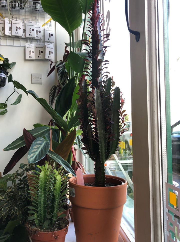 Euphorbia Trigona  Rubra
