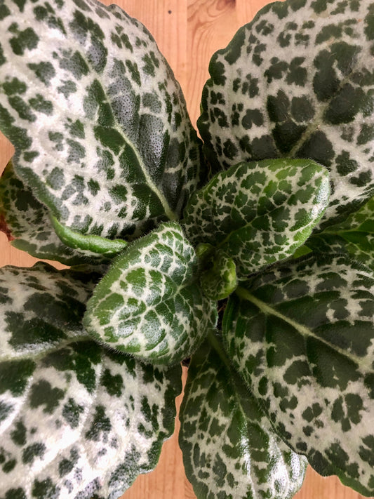 Streptocarpus 'Pretty Turtle'