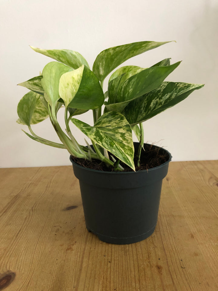 Epipremnum Marble Queen - Marble Queen Pothos