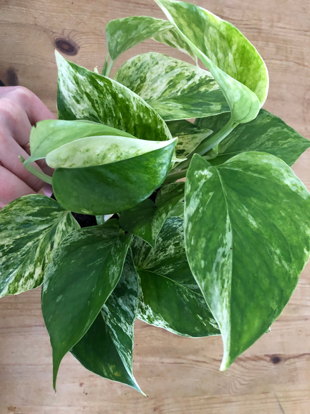 Epipremnum Marble Queen - Marble Queen Pothos