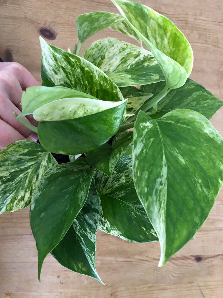 Epipremnum Marble Queen - Marble Queen Pothos