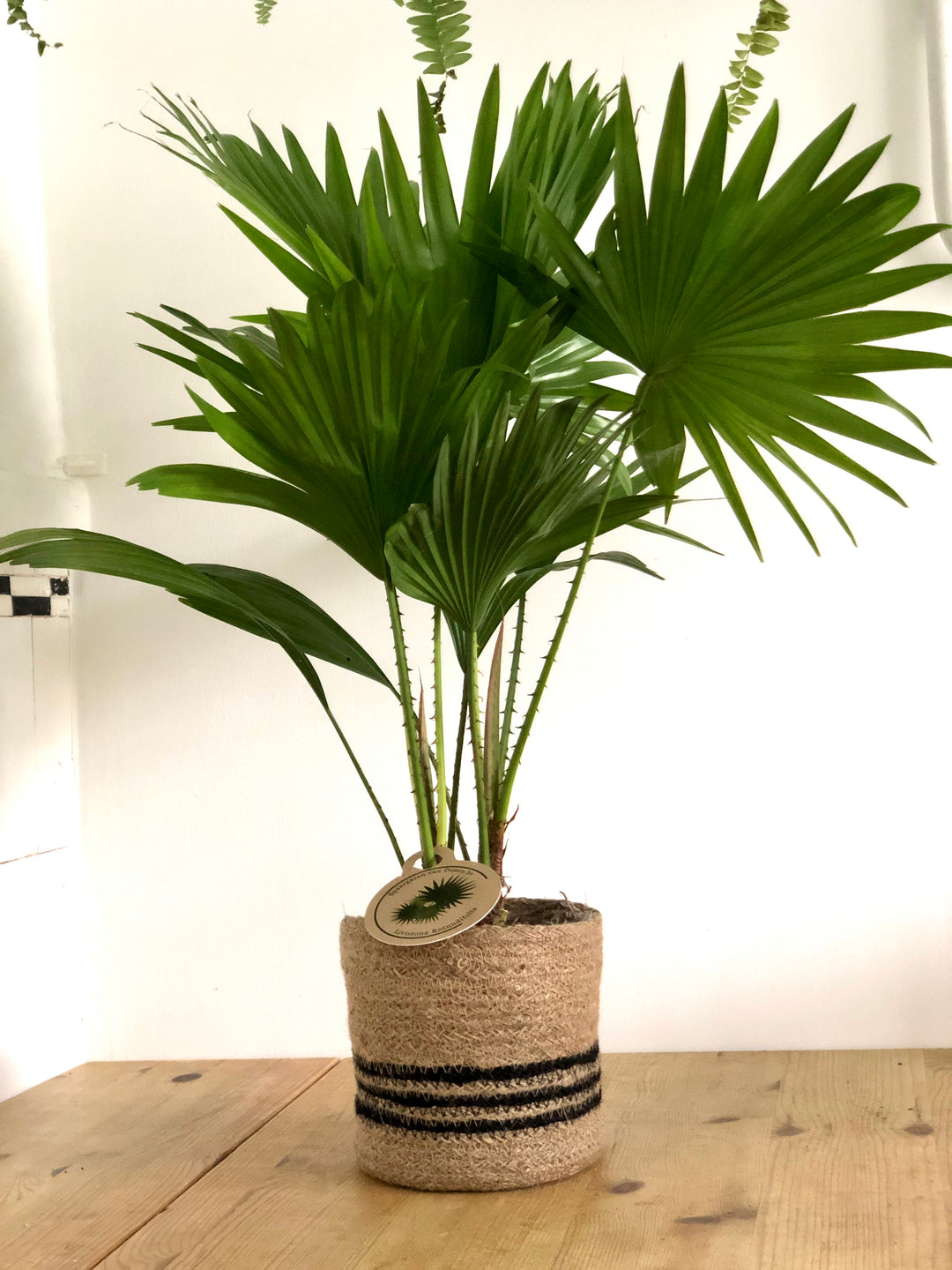 Livistona Rotundifolia - Footstool Palm