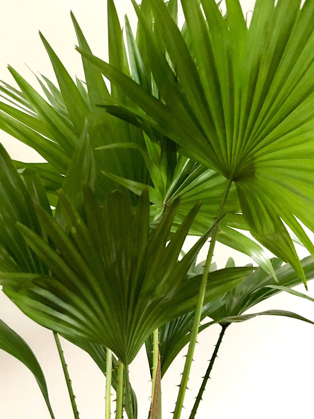 Livistona Rotundifolia - Footstool Palm