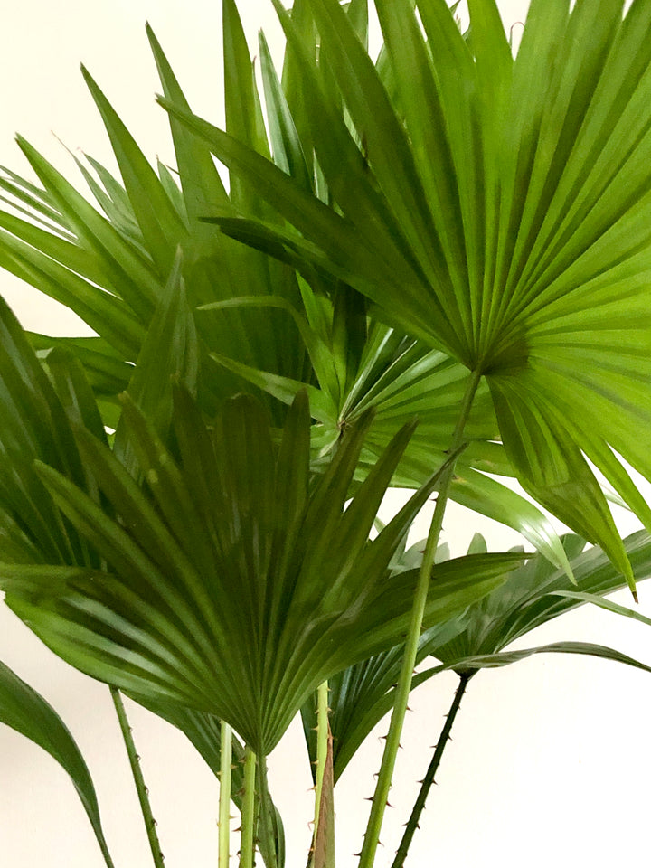 Livistona Rotundifolia - Footstool Palm