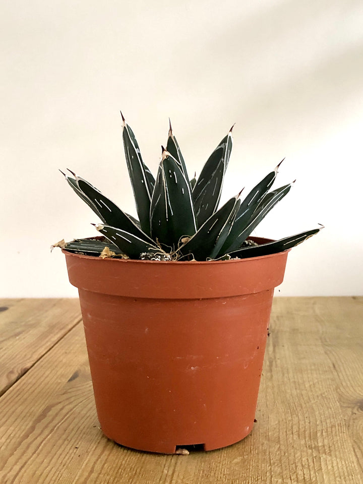 Agave Victoriae-reginae- Queen Victoria agave or royal agave