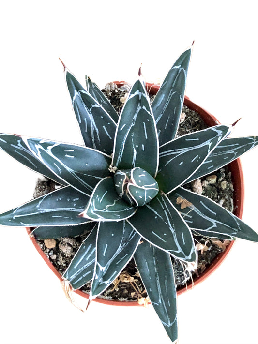 Agave Victoriae-reginae- Queen Victoria agave or royal agave