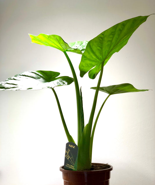 Alocasia Macrorrhiza- Giant Taro