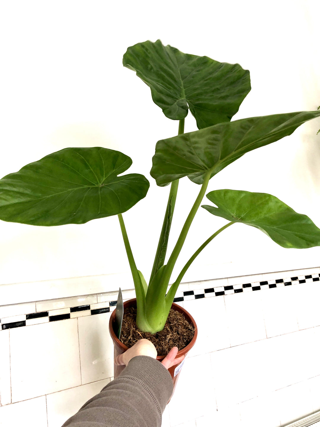Alocasia Macrorrhiza- Giant Taro