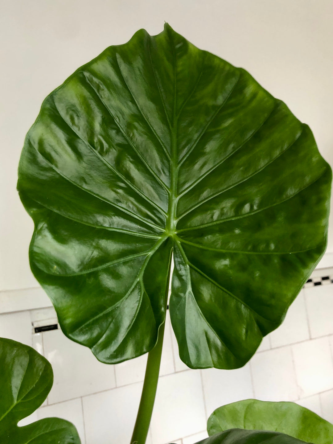 Alocasia Macrorrhiza- Giant Taro