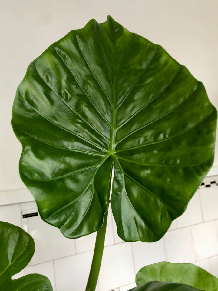Alocasia Macrorrhiza- Giant Taro