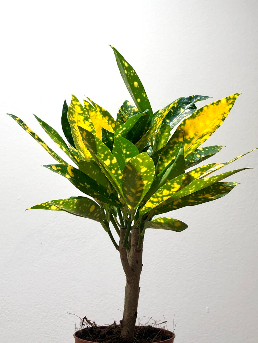 house plant shop croton 'gold dust Croton Gold Dust – Plant Studio