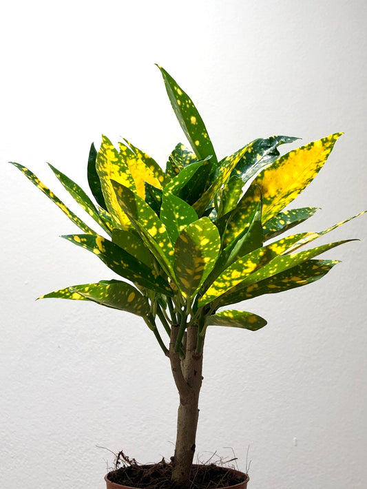 Croton Gold Dust