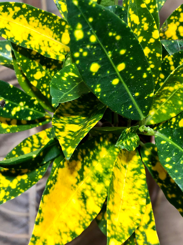Croton Gold Dust