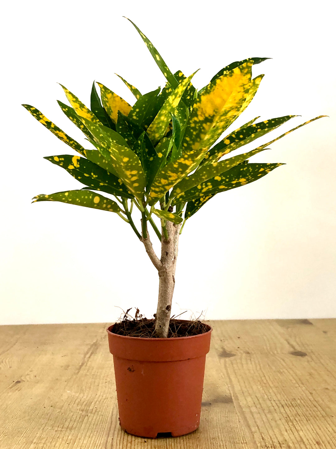 Croton Gold Dust
