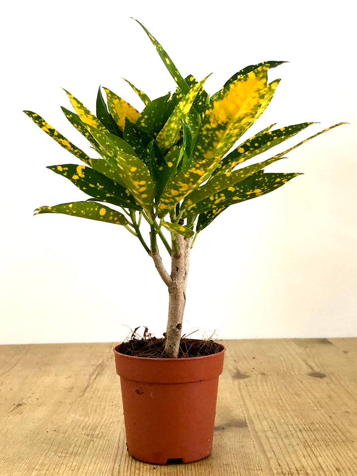 Croton Gold Dust