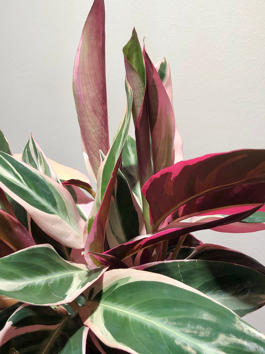 Stromanthe sanguinea 'Triostar'