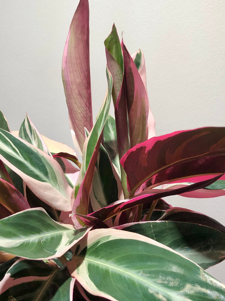 Stromanthe sanguinea 'Triostar'