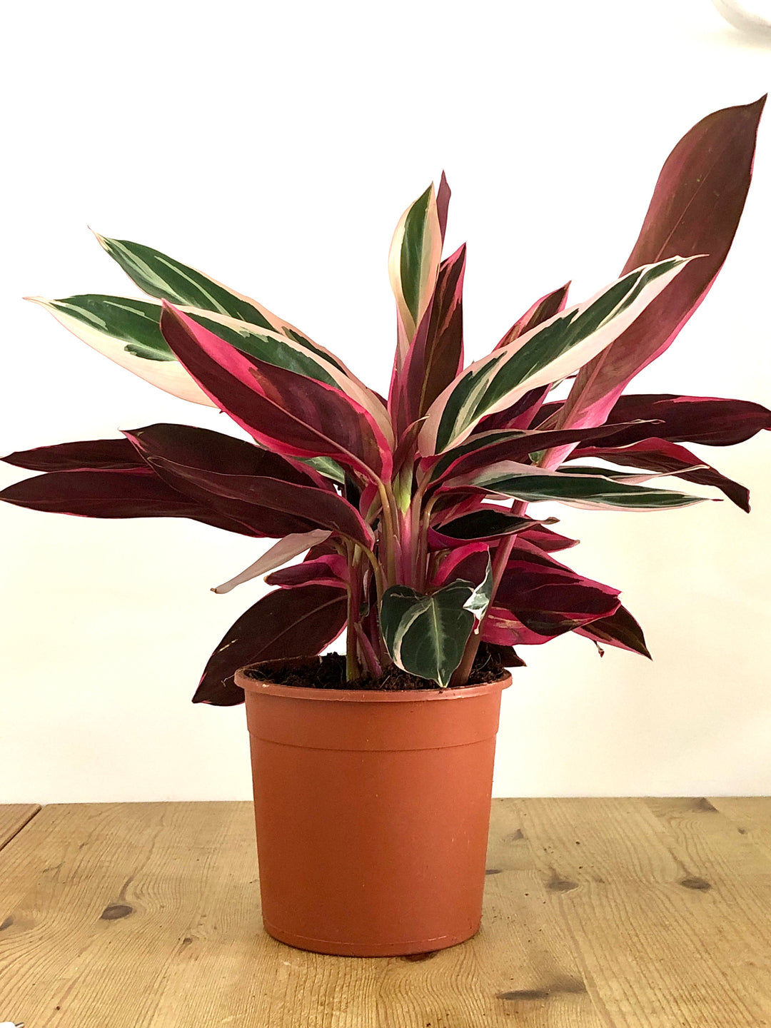 Stromanthe sanguinea 'Triostar'