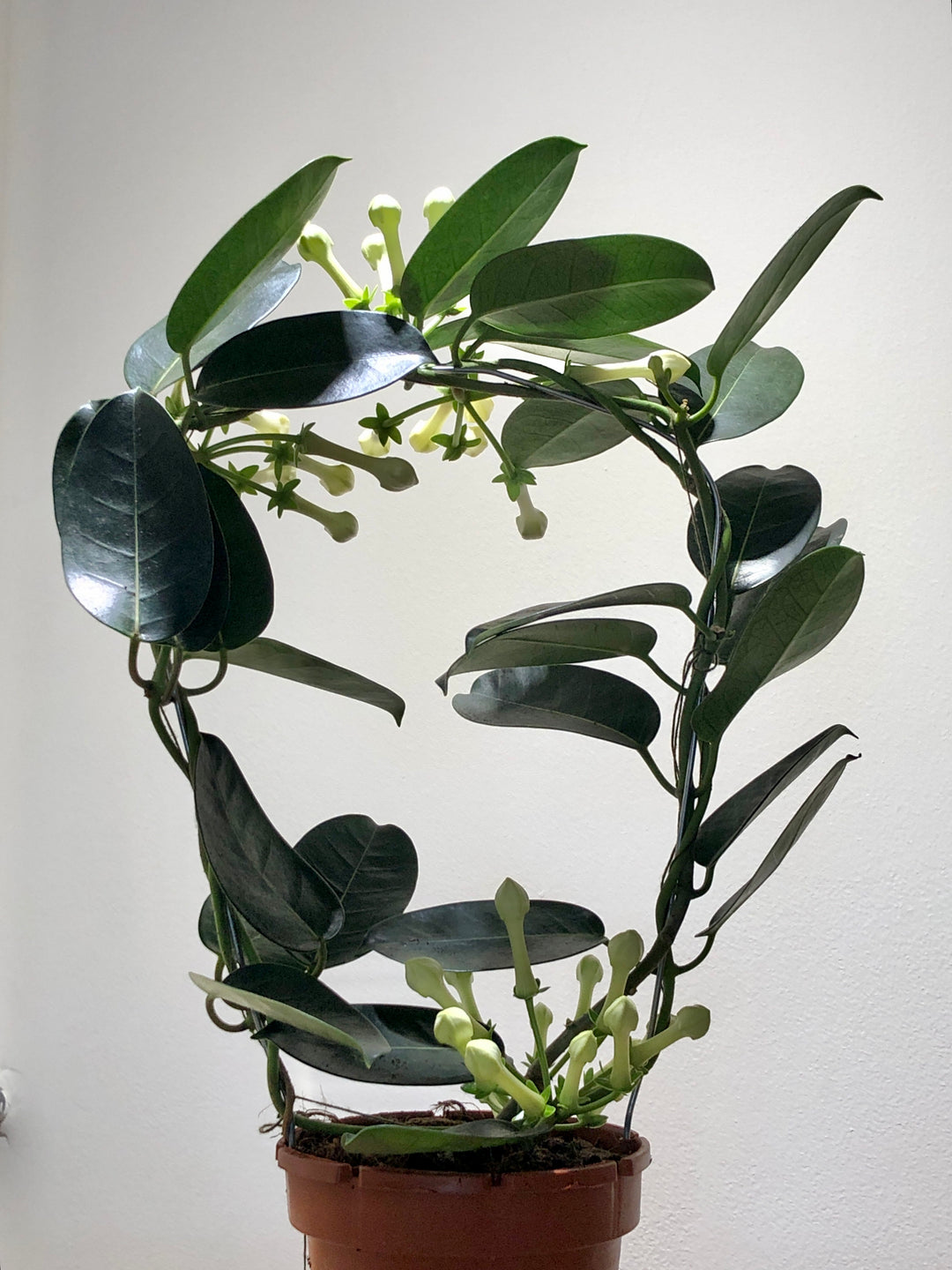 Stephanotis Fleur - Madagascar Jasmine