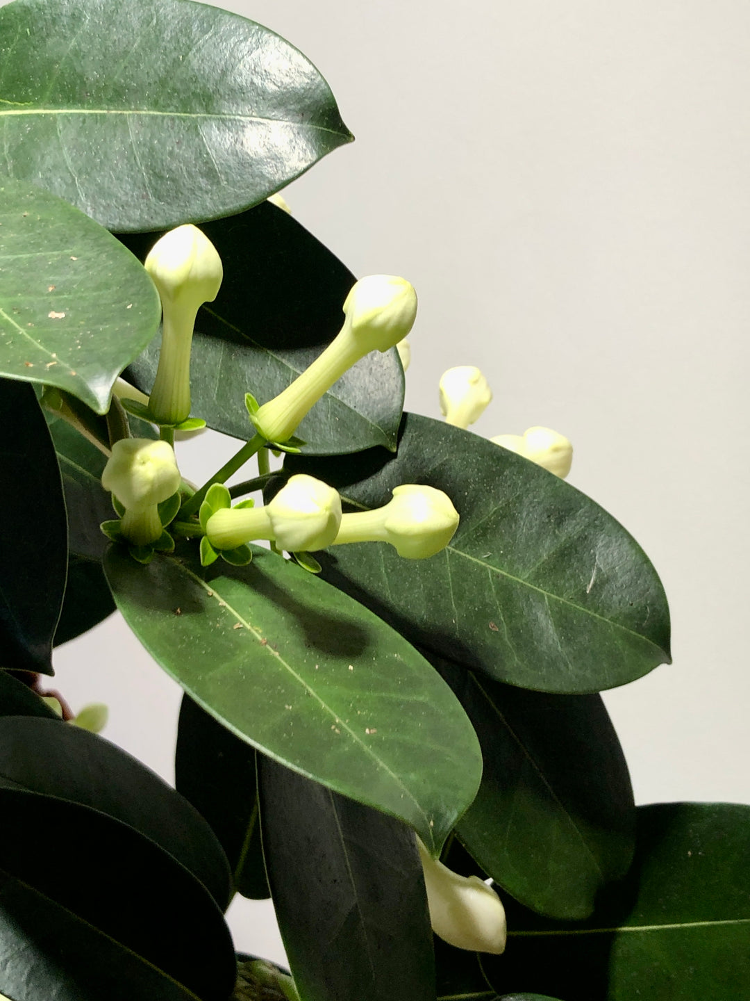 Stephanotis Fleur - Madagascar Jasmine