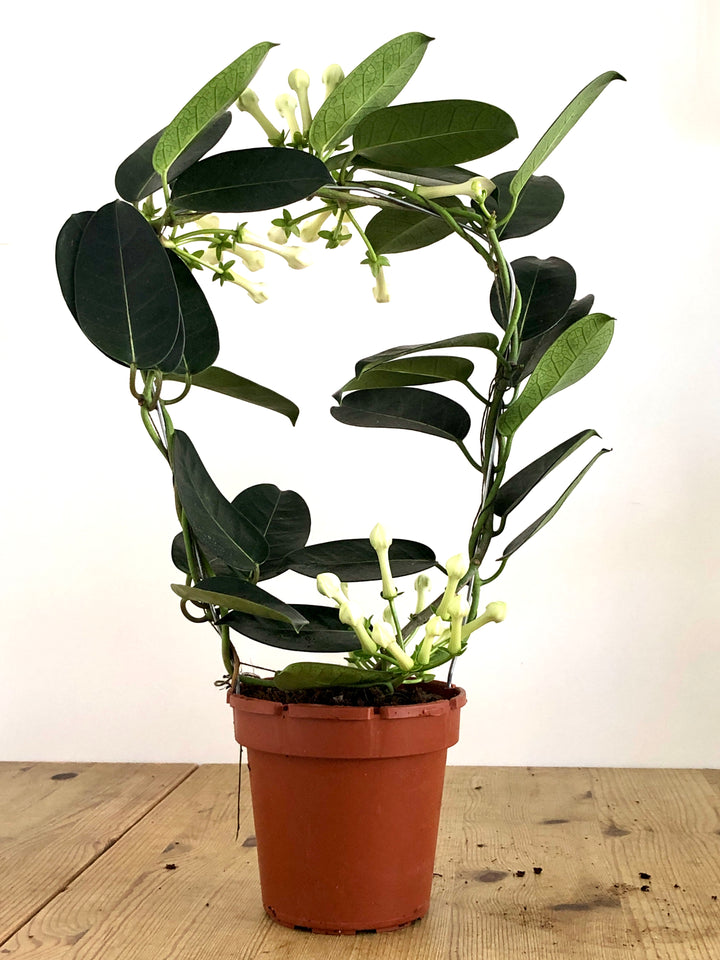 Stephanotis Fleur - Madagascar Jasmine