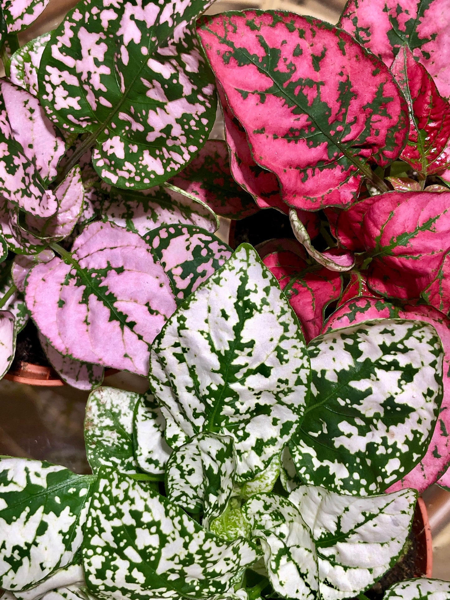 Hypoestes - Polka dot Plant