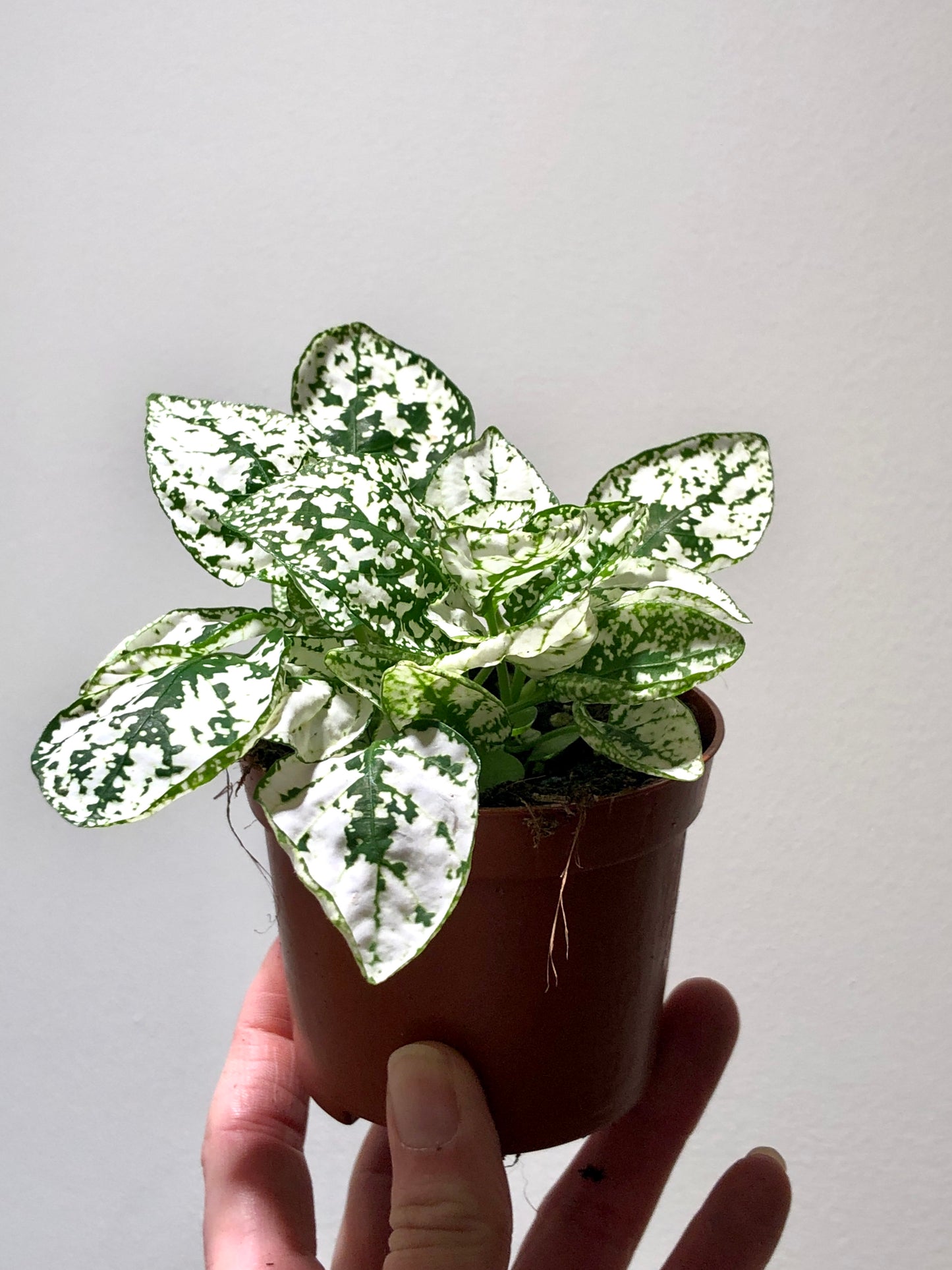 Hypoestes - Polka dot Plant