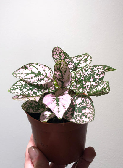 Hypoestes - Polka dot Plant