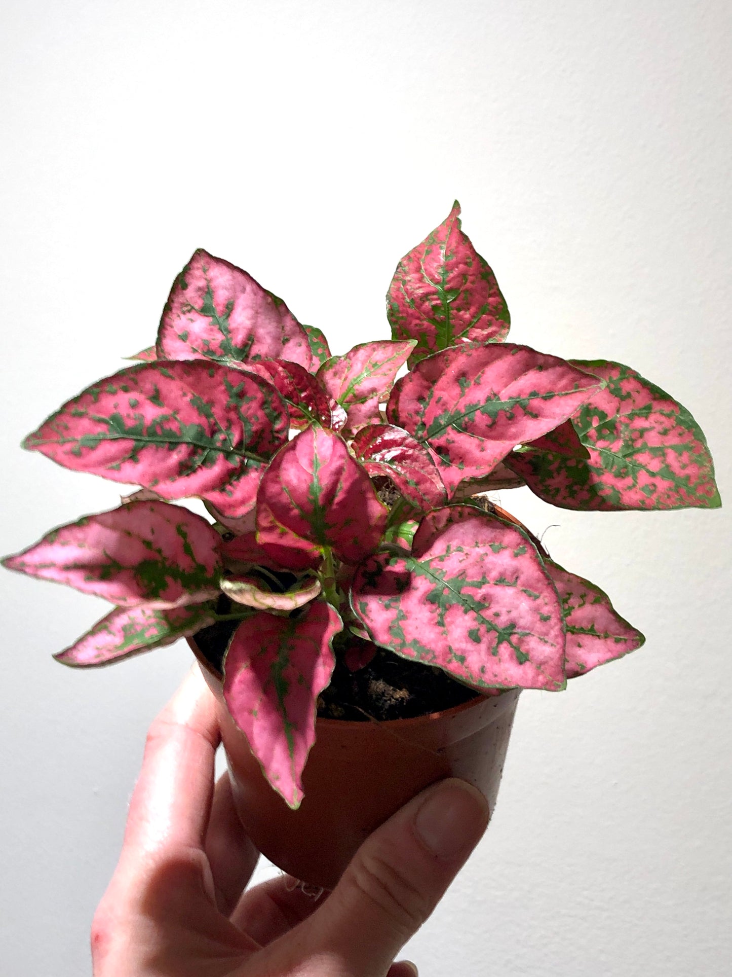 Hypoestes - Polka dot Plant