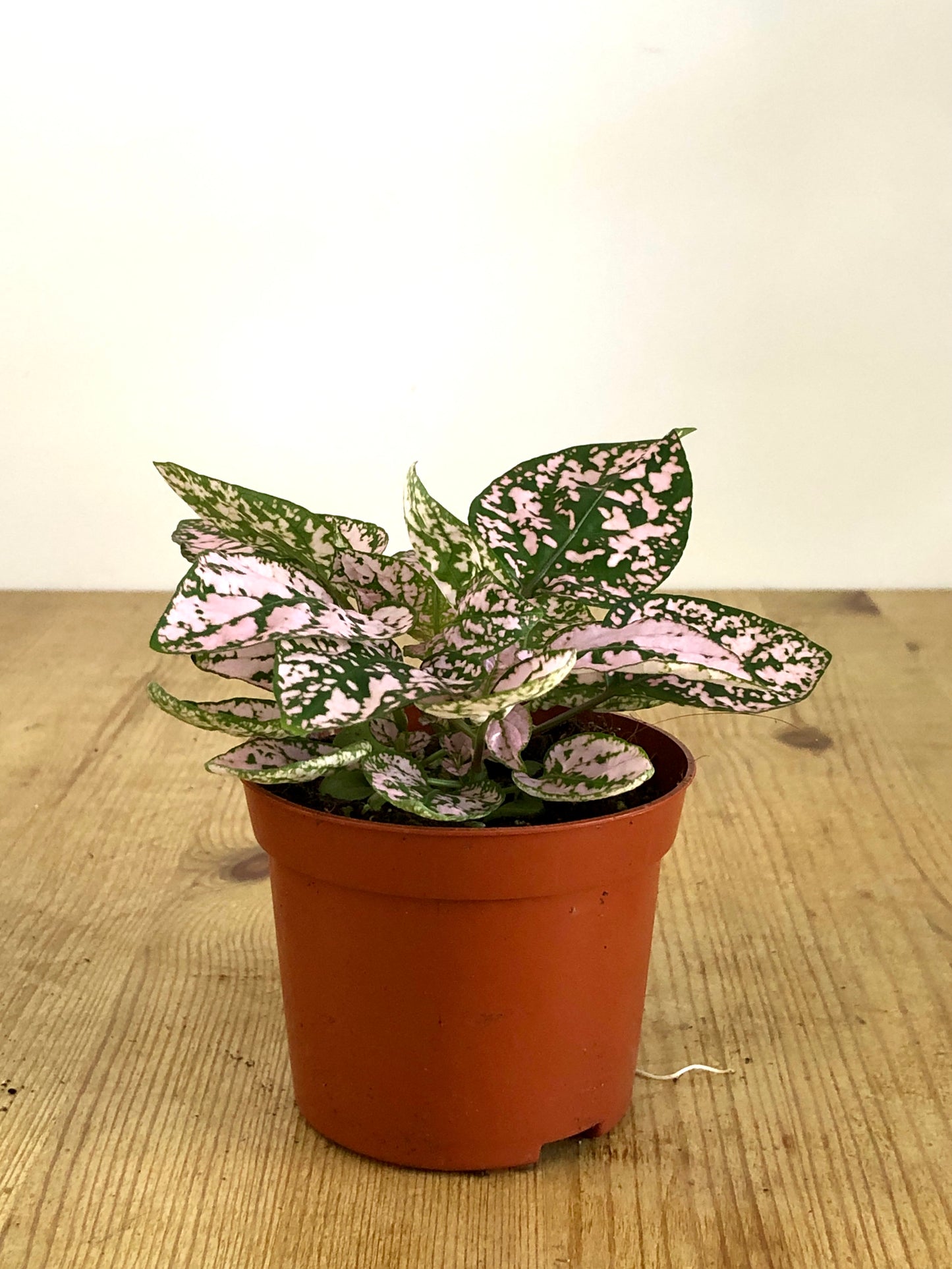 Hypoestes - Polka dot Plant