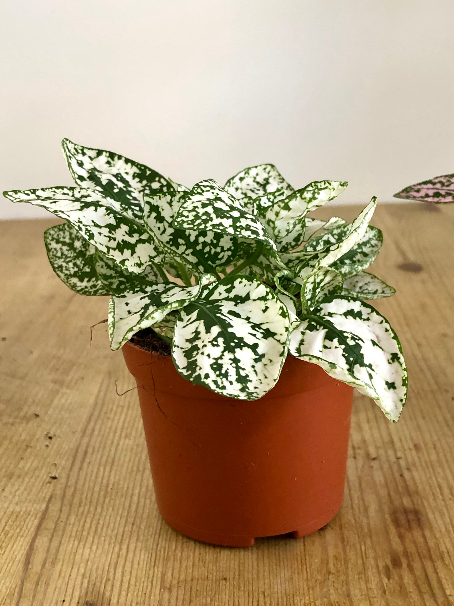 Hypoestes - Polka dot Plant