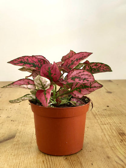 Hypoestes - Polka dot Plant