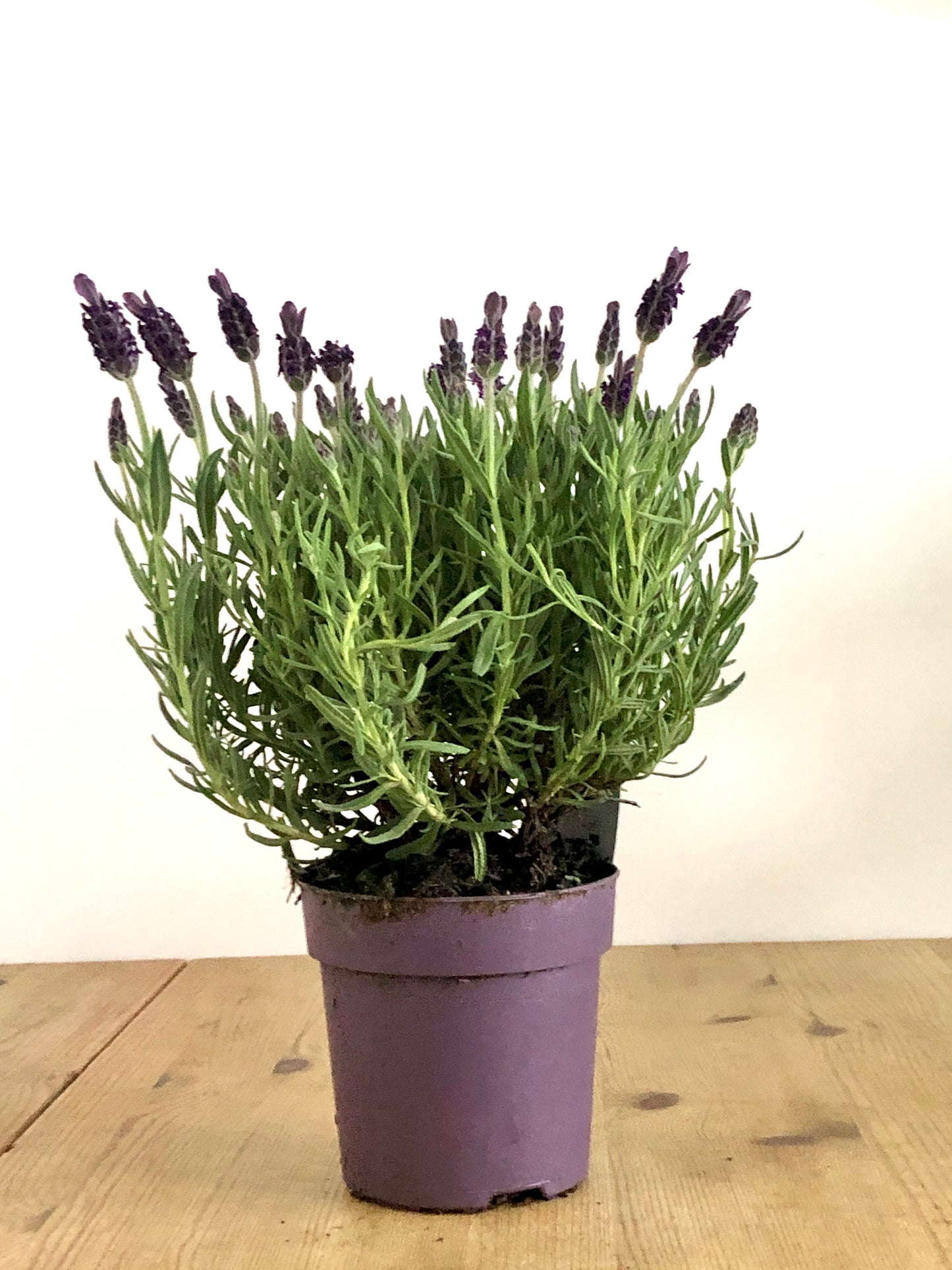 Lavandula Stoechas - French Lavender