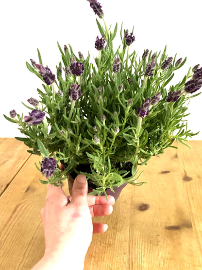 Lavandula Stoechas - French Lavender